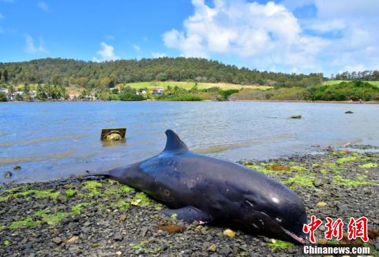 中国新闻网|燃油泄漏污染水域环境 毛里求斯再现七具海豚尸体