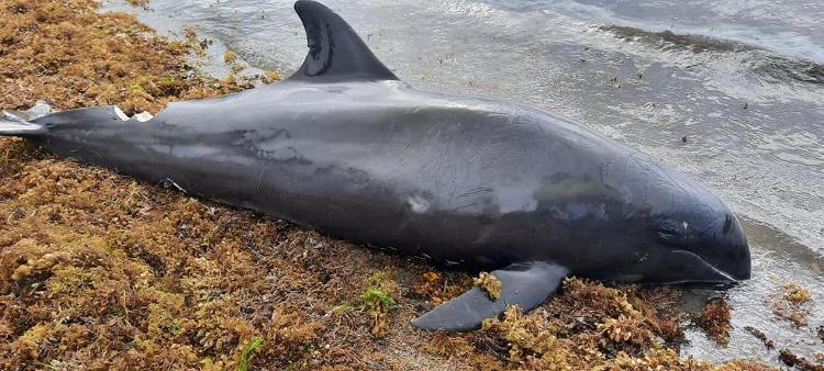 中国青年报客户端|毛里求斯海岸不明死亡生物查明，数量增至38只