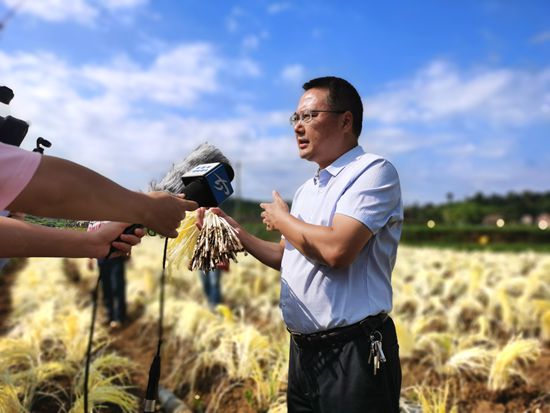 【】山海同行·决胜今朝丨韭黄收获“遍地金” 贵州发展“一县一业”助脱贫