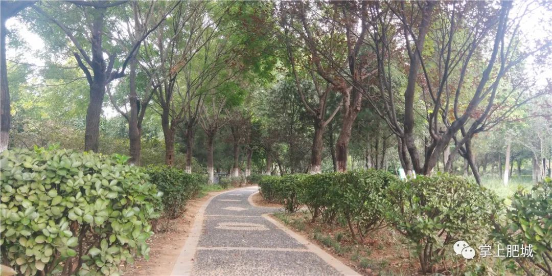 肥城龍山公園,十里畫廊沿線▼趁風光正好,漲知識走起銀杏櫻花紫薇