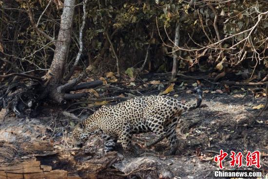 中国新闻网|美洲豹现身巴西潘塔纳尔湿地过火林区 生存环境堪忧