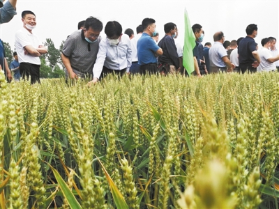 科技日报|产粮大省力推小麦新政，传递出什么信号？