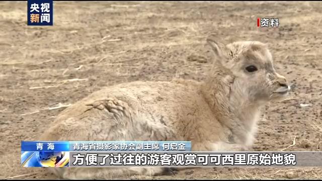 央视新闻客户端|警方发布可可西里“擅闯禁令”旅游观光可沿109国道自驾