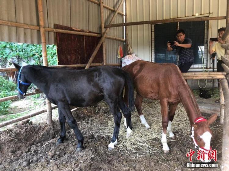 澎湃新闻移动端|三人骑马救落水者后续：新疆马主捐赠伊犁马跨越五千公里抵达