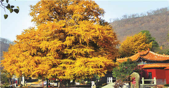 安丘城顶山风景区图片