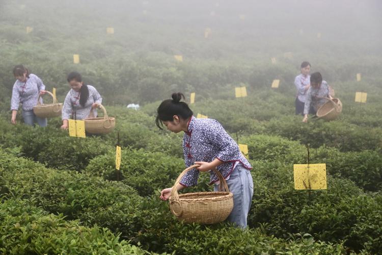 决战决胜 全面小康｜一缕茗香传三代——安化县八角茶业一家三代扶贫情