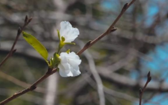 南京鸡鸣寺樱花秋天也开花，专家：气温不稳定让植物产生错觉|南京鸡鸣寺樱花秋天也开花，专家：气温不稳定让植物产生错觉