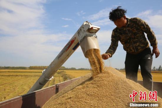 中国新闻网|新疆“稻米之乡”察布查尔县稻谷飘香