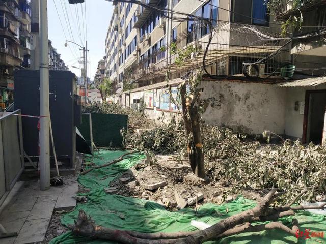 中国新闻网|住建部通报成都桂花巷树被砍：野蛮施工、乱砍乱伐