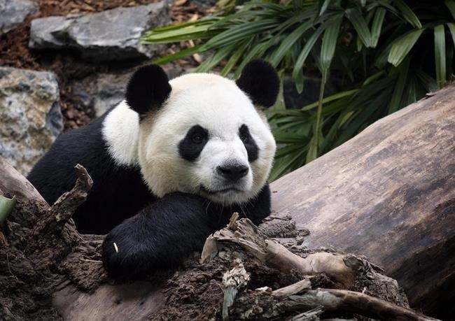 中国旅加大熊猫的鲜竹供应，暂时解决了