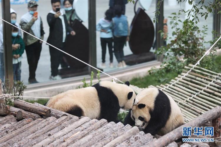 新华网|熊猫馆里过假期