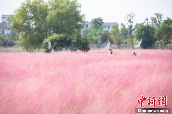 中国新闻网|浙江浦江粉黛乱子草花海上线