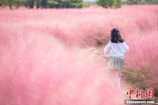 中国新闻网|浙江浦江粉黛乱子草花海上线