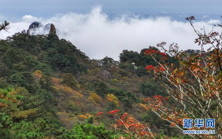 新华网客户端|假日黄山秋意浓 云海缥缈迷游客