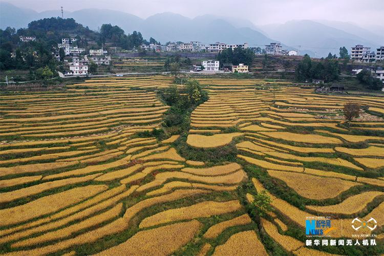 【大众报业·海报新闻】【“飞阅”中国】重庆“文物梯田”又长稻 金秋时节收割忙