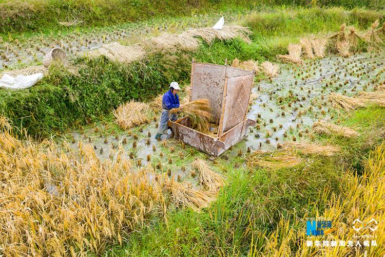 【大众报业·海报新闻】【“飞阅”中国】重庆“文物梯田”又长稻 金秋时节收割忙