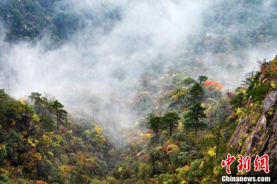 【中国新闻网】安徽黄山风景区进入秋色最佳观赏期