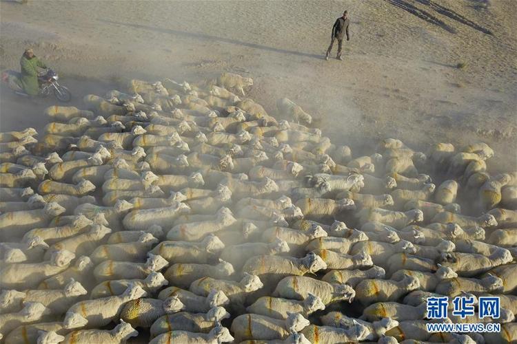 【中国海事局网站】祁连山10万牛羊“下山”异地借牧