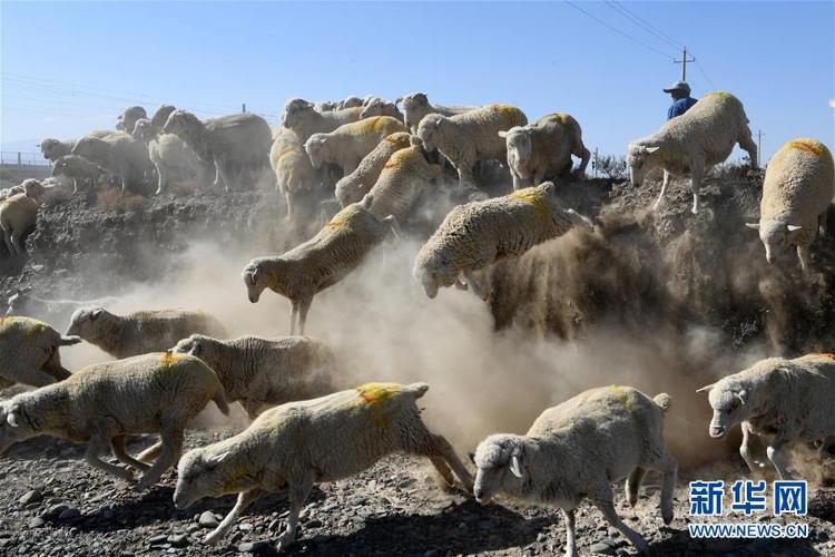 【中国海事局网站】祁连山10万牛羊“下山”异地借牧