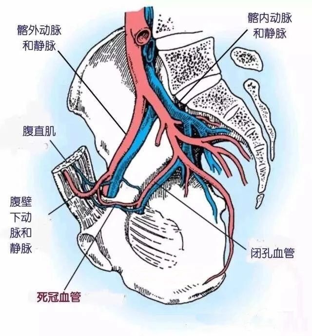 髂静脉分支解剖图图片