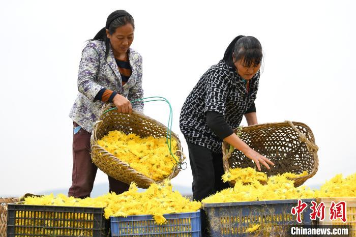 湖南衡阳县农户喜摘金丝皇菊|湖南衡阳县农户喜摘金丝皇菊