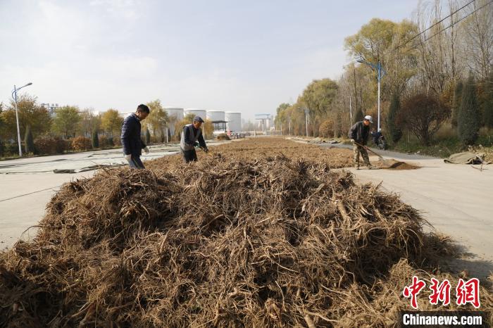 青海“药农”致富记：户均增收5000余元|青海“药农”致富记：户均增收5000余元