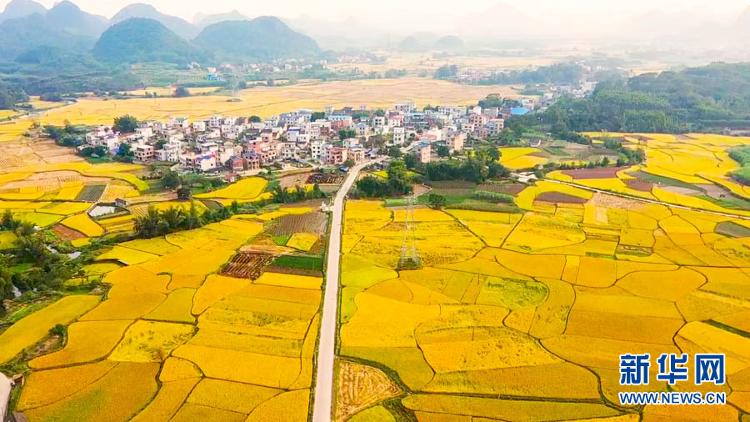 新华网|【“飞阅”中国】遍地金黄“丰”景如画