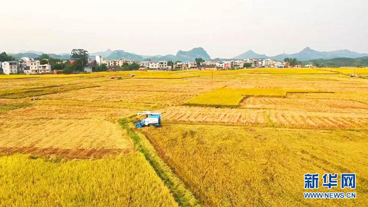 新华网|【“飞阅”中国】遍地金黄“丰”景如画