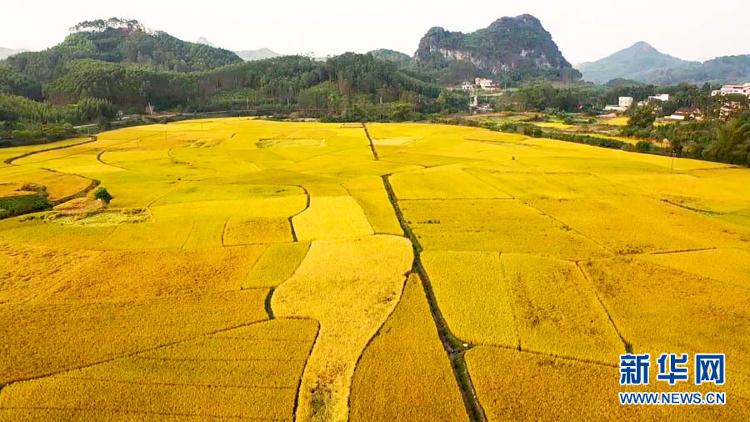 新华网|【“飞阅”中国】遍地金黄“丰”景如画