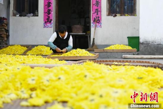 中国新闻网|安徽黄山菊花采摘季