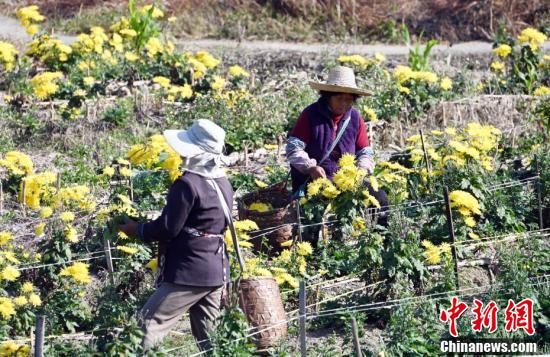 中国新闻网|安徽黄山菊花采摘季