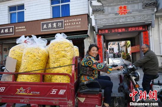 中国新闻网|安徽黄山菊花采摘季