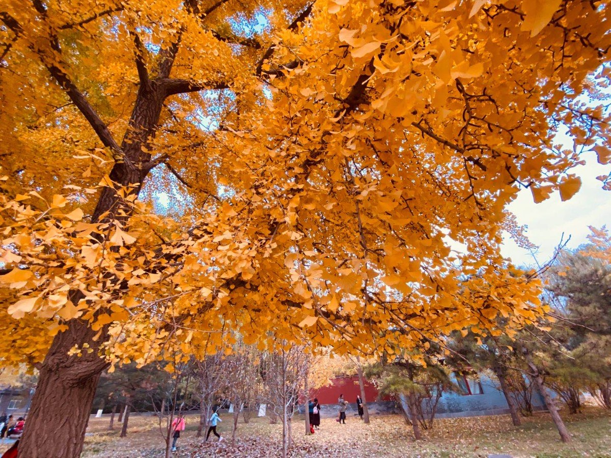 北京日报|初冬地坛公园赏美景