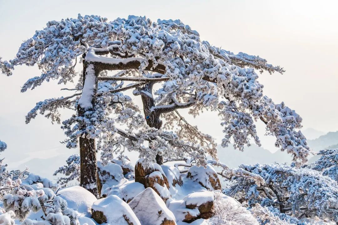泰山雪景壁纸图片
