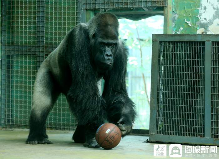 2018年的威利(濟南動物園供圖)