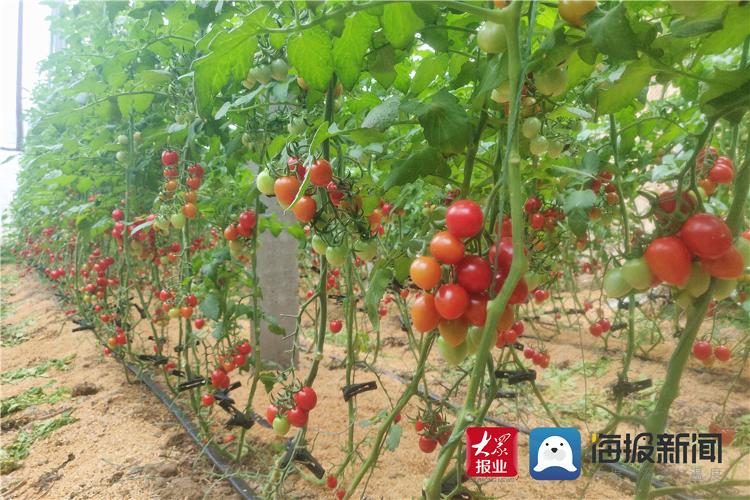 小西紅柿引領致富路 平度明村躋身十億元特色產業