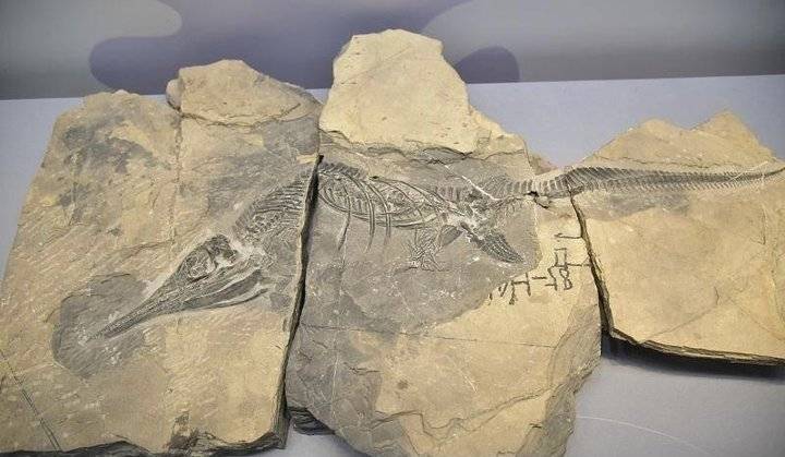 带你回到46亿年前!三叠纪鱼龙化石新年拟
