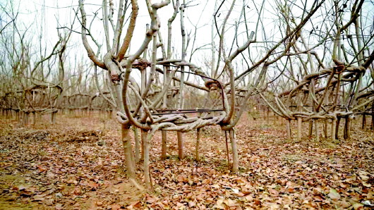 人工种植椅子形树图片