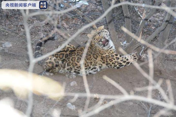山西侦破非法狩猎案，解救一只一级保护动物金钱豹