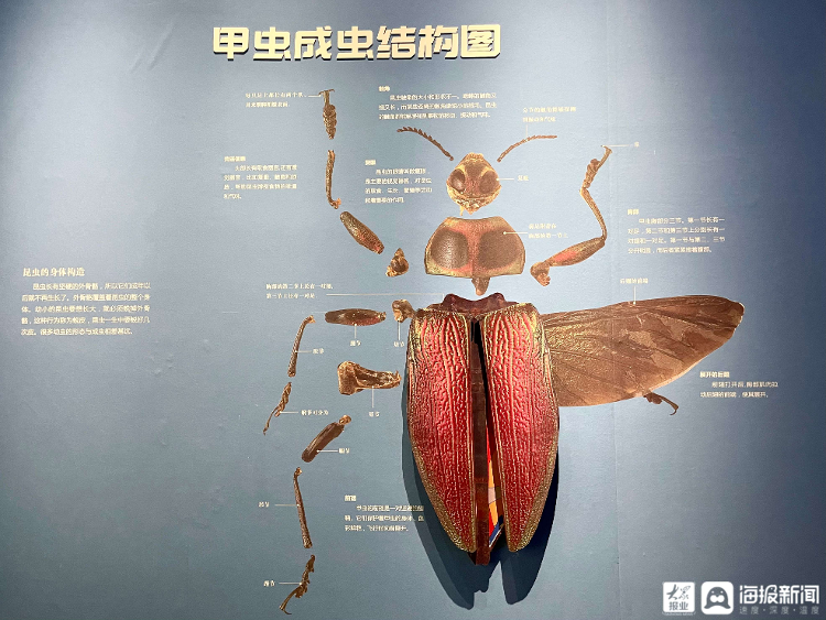 组图栩栩如生来山东博物馆邂逅来自世界各地的1000余件珍稀昆虫标本