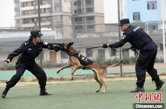 春运女警故事警察夫妻因犬相爱视警犬如亲人