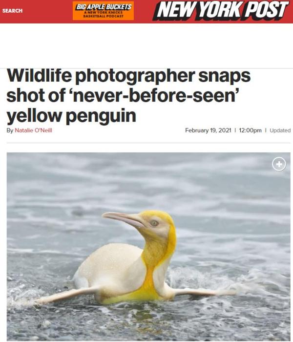 “黄金”企鹅现身南极 摄影师拍下罕见照片(图)