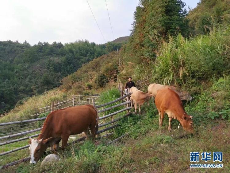 汇聚起脱贫攻坚的强大合力