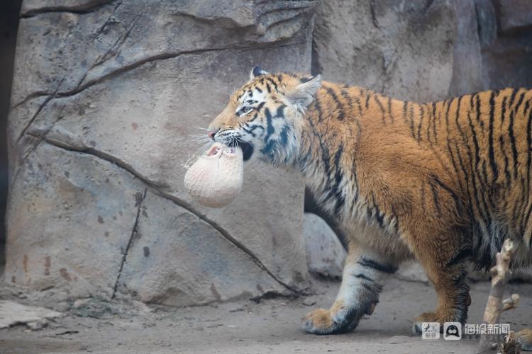 肚包肉水果糖葫芦济南动物园的老虎猴子们吃元宵大餐啦