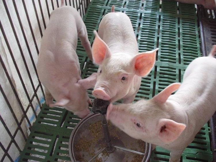 一些本土种猪濒临灭绝 警惕生猪养殖“卡脖子”现象