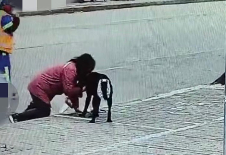 上海导盲犬“查德”因排便遭驱赶？居委会回应来了