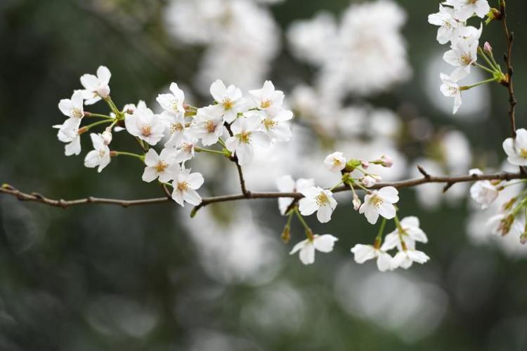 樱花树下的约定！武汉大学迎援鄂医护回“珈”赏樱了