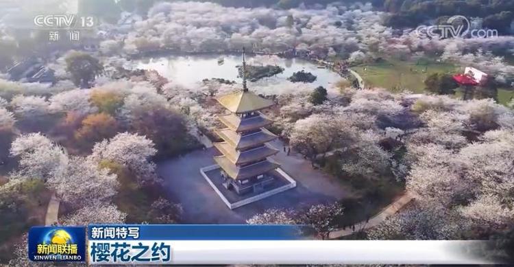 【新闻特写】樱花之约