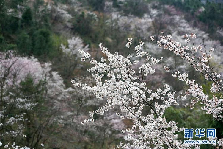 壮观！大幕山万株野樱花如云绽放