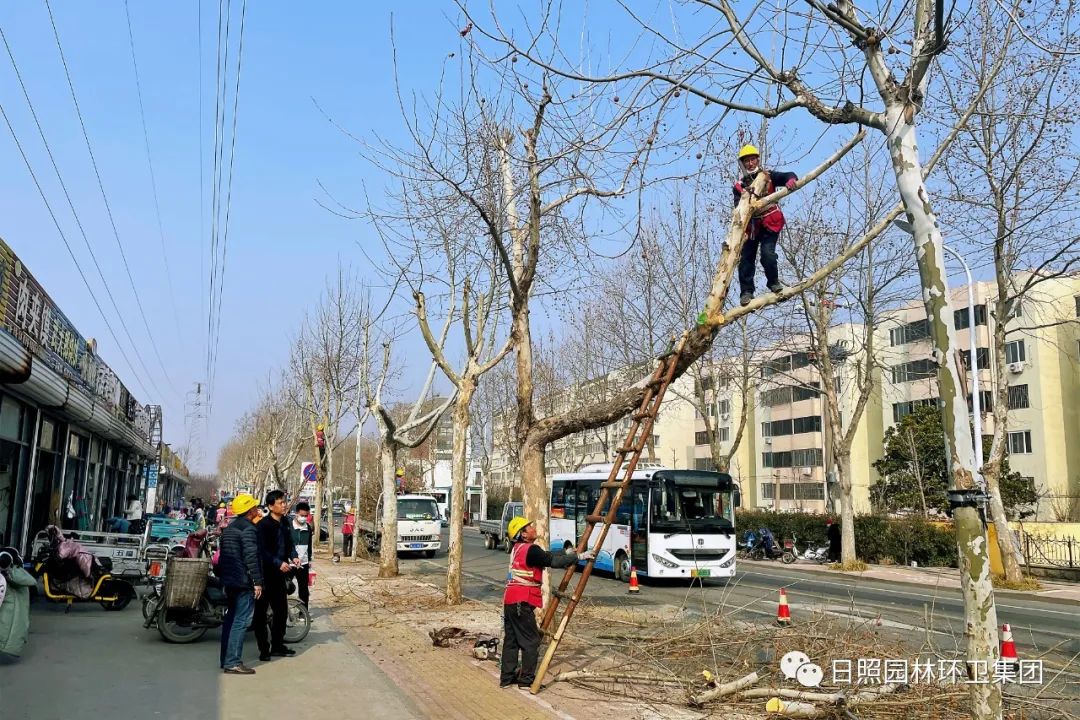 法桐修剪过度图片